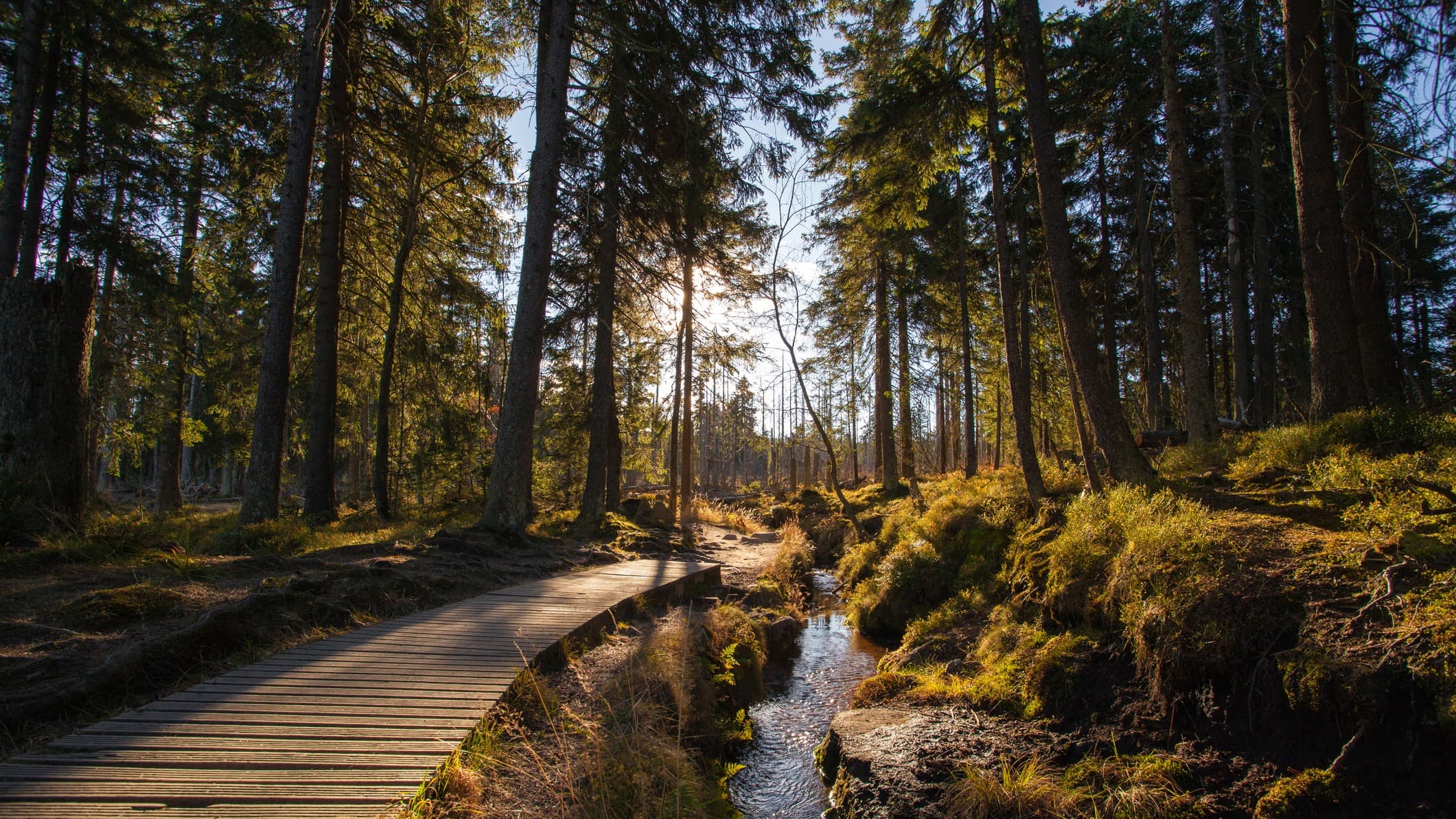 Moorlandschaft im Nationalpark Harz mit Bach und Fichtenwald im Herbstlicht, Wanderweg in der Nähe von Bubble Tent Peine